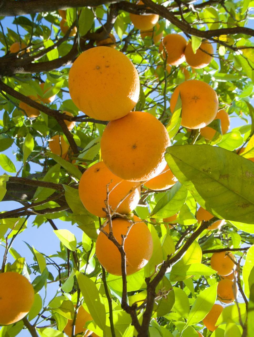 I Giardini Di Cataldo Sorrento 빌라 외부 사진